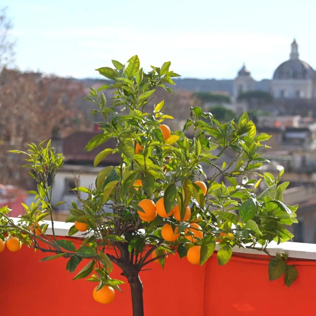 Photograph of Farnesina Rooftop Terrace