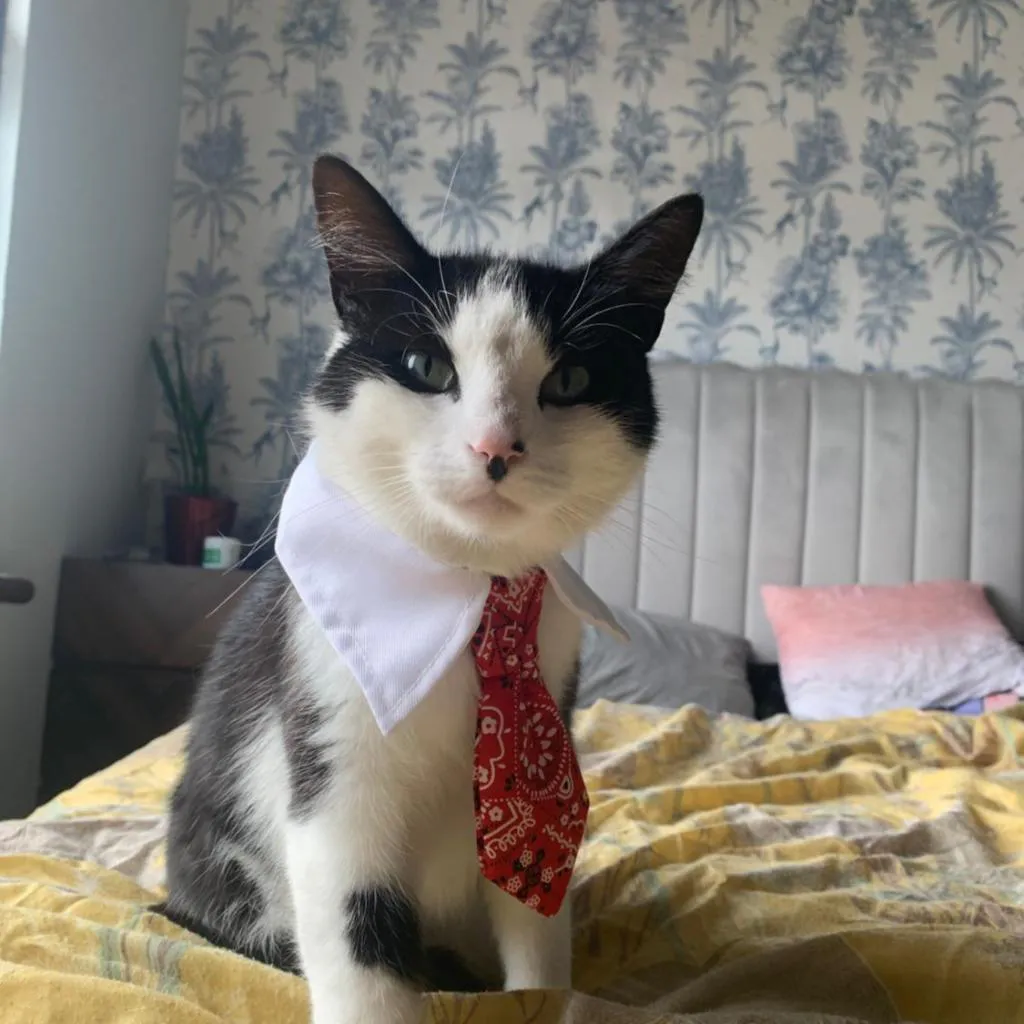 Photograph of wake up with 2 cats on your face