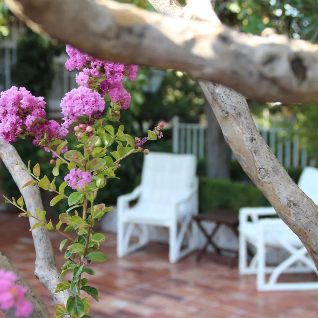 Photograph of El jardín de la abuela