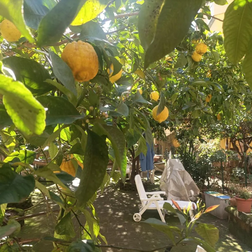 Photograph of Il giardino nascosto