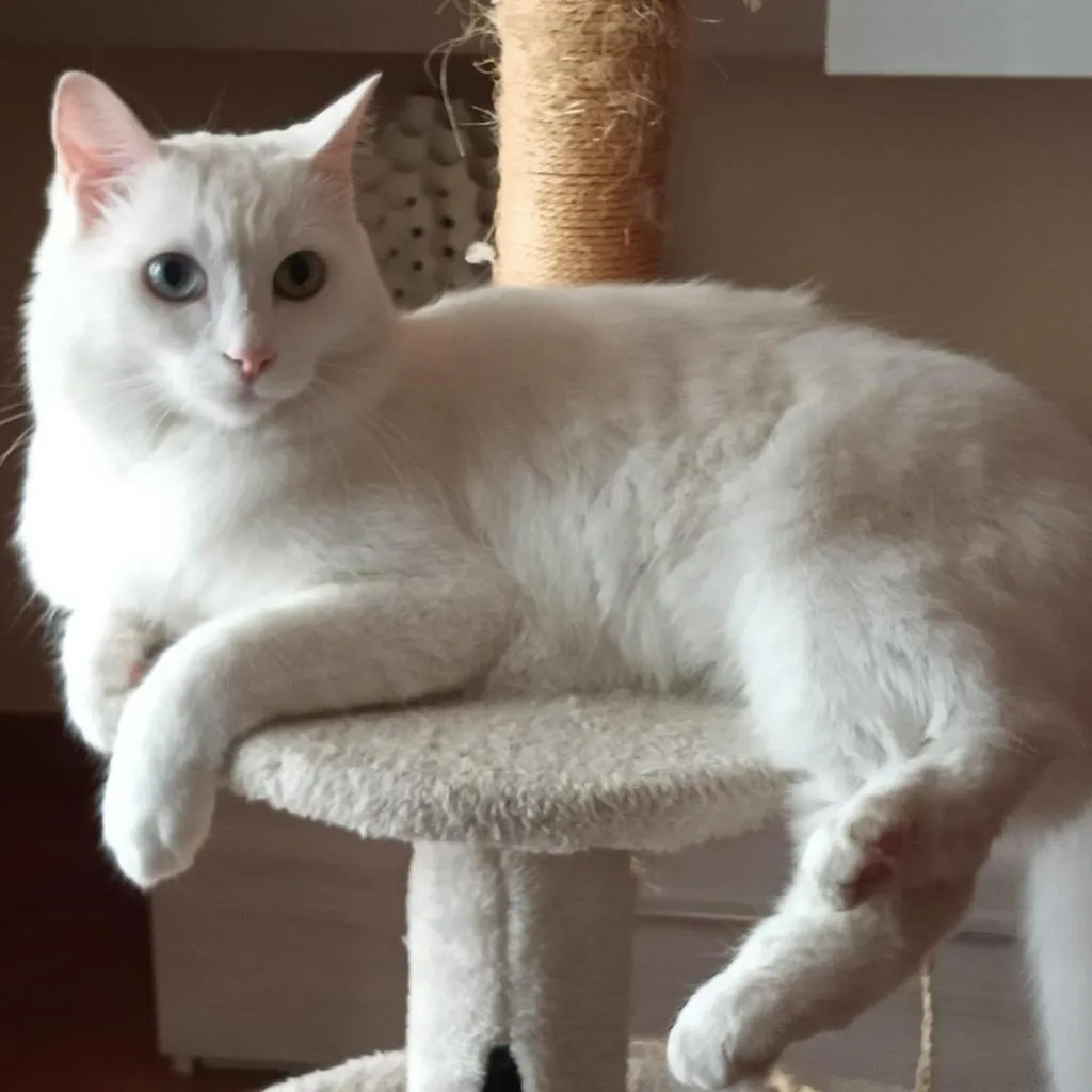Photograph of The white cat